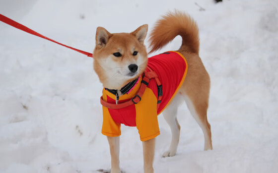 中超球队进攻多样性指数对比报告,中超球队数量增加