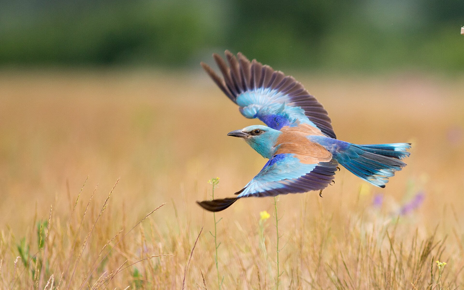 赛季盘点：最具影响力的五大足球事件，足球史上重大事件