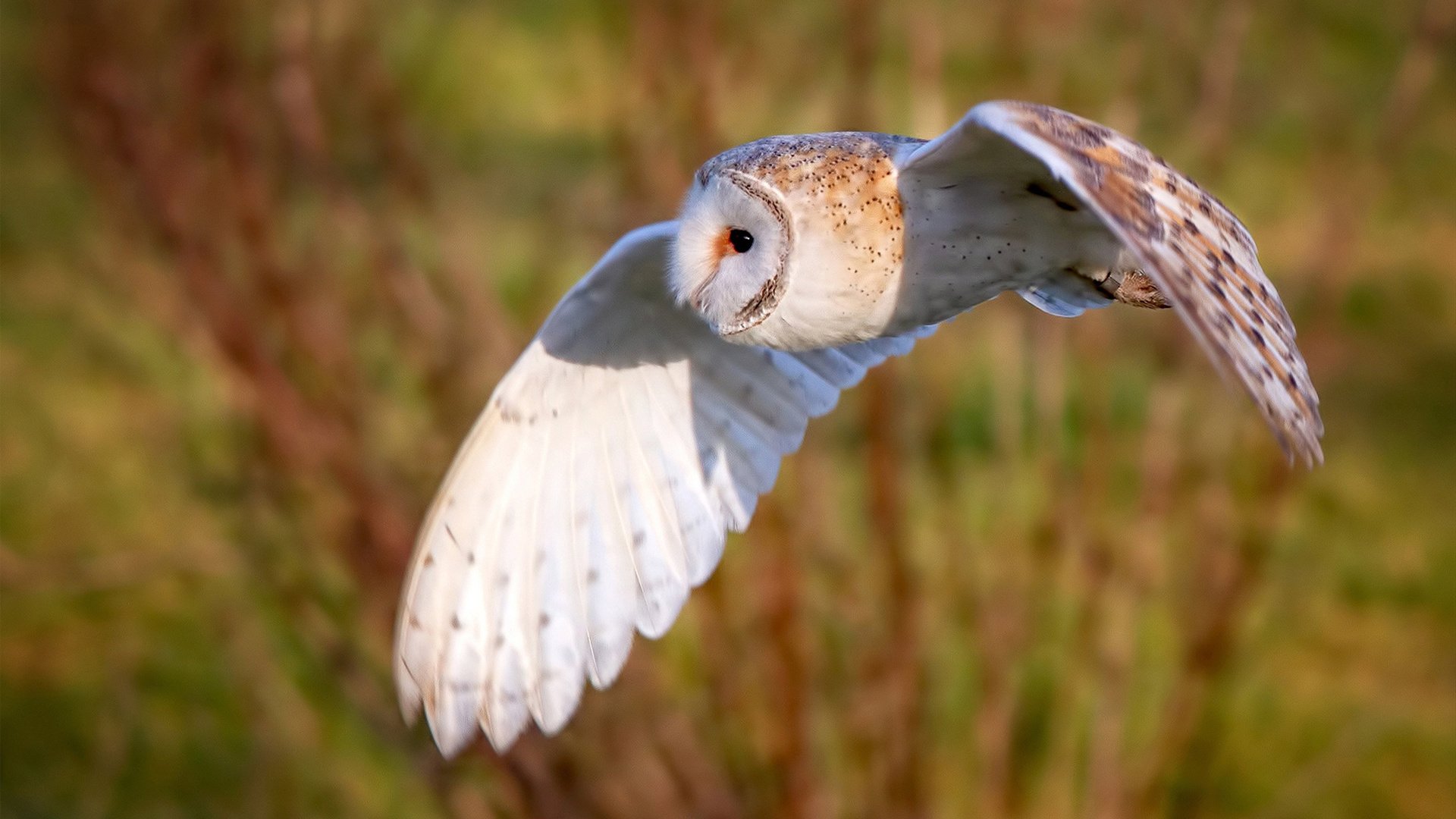 开云体育网站-“滚球运动：三叉湖赛场引领竞技新风潮”