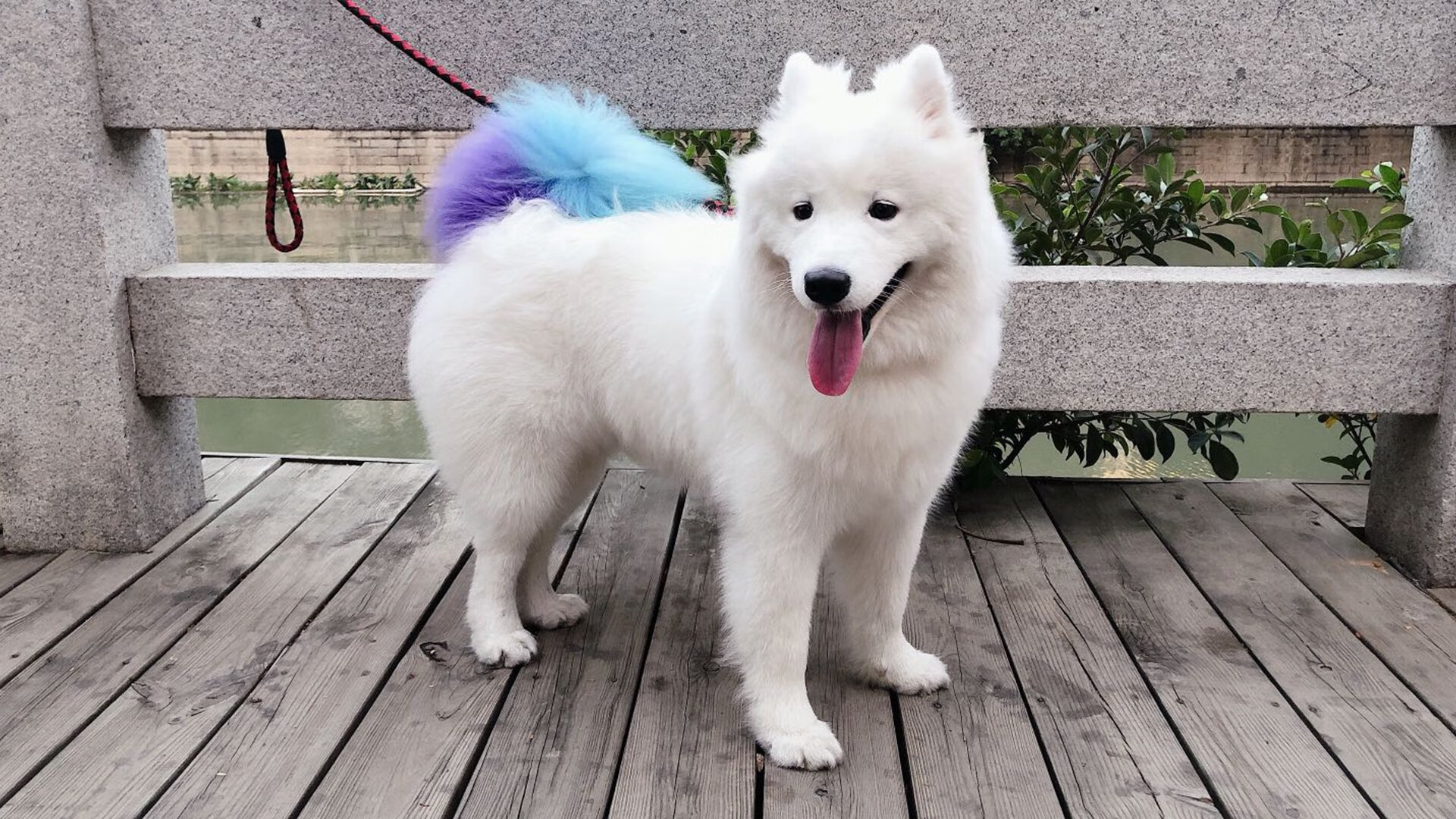 中国女篮全队无伤病困扰 备战节奏平稳,中国女篮阵容分析