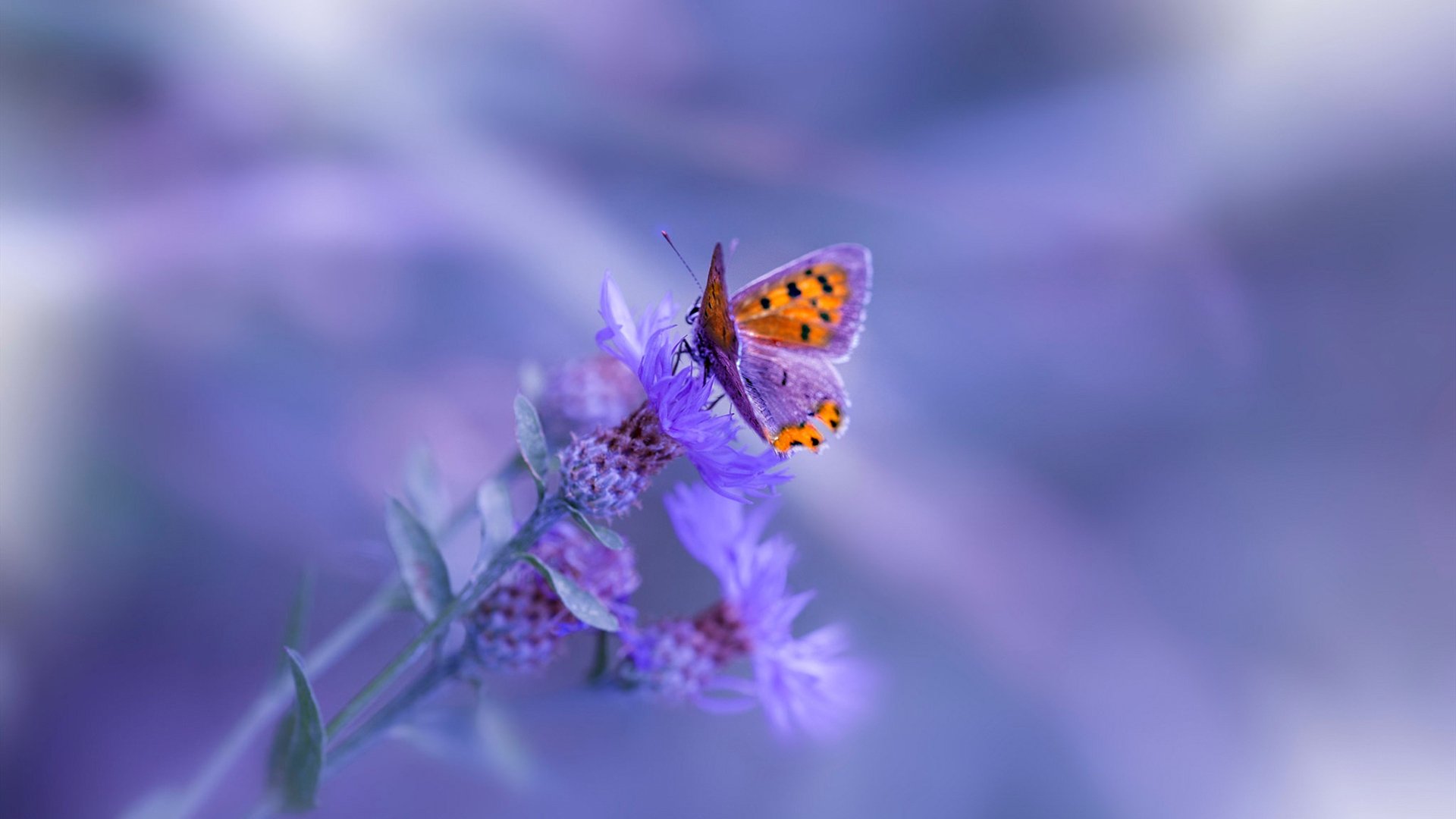 开云体育官网上-印度乒乓赛制的关键节点与未来走势，印度乒乓球员