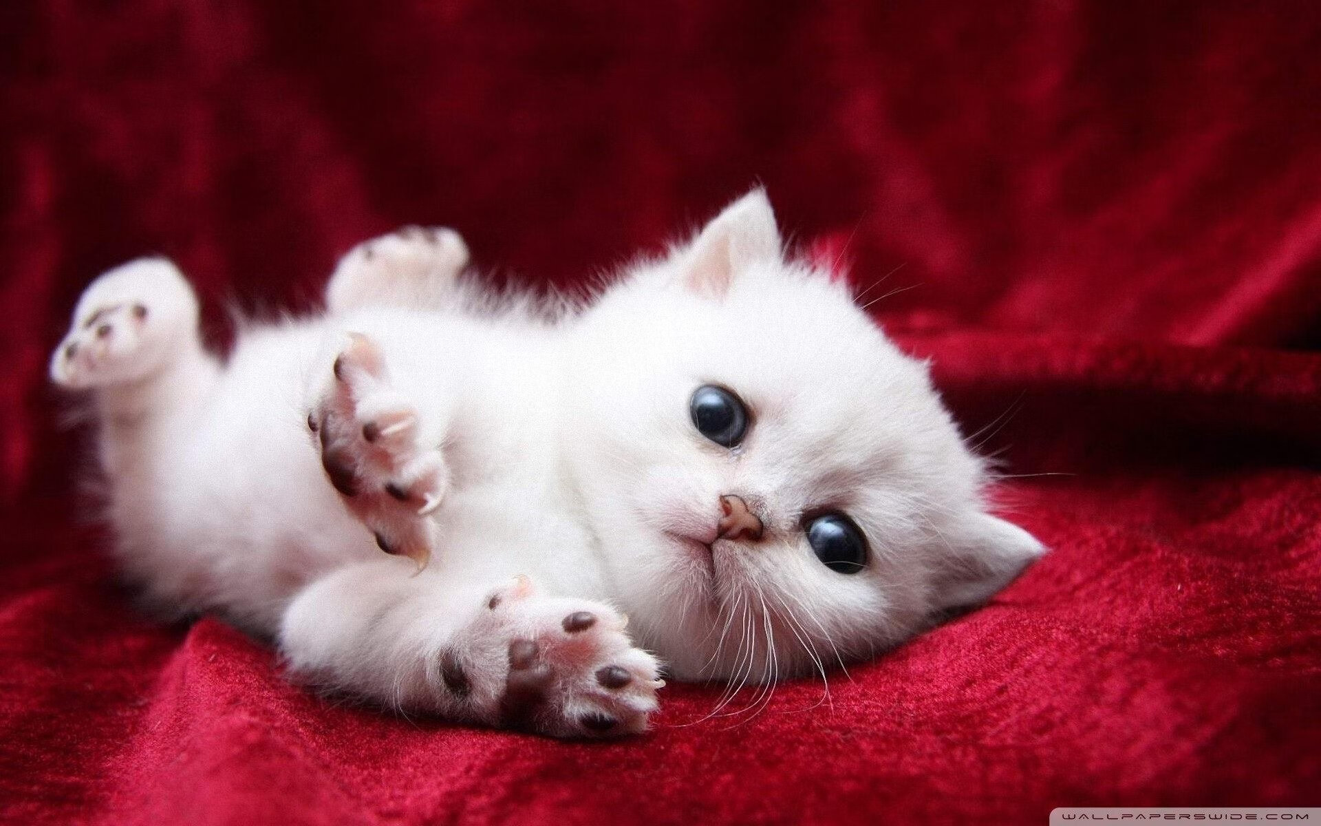 开云体育网站-皇马利用局部优势打出快速推进，皇马的战术打法