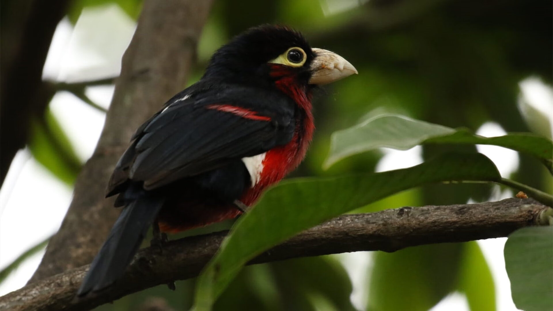 高诗岩突破能力提升成为球队发动机，高诗岩关键时刻连得6分