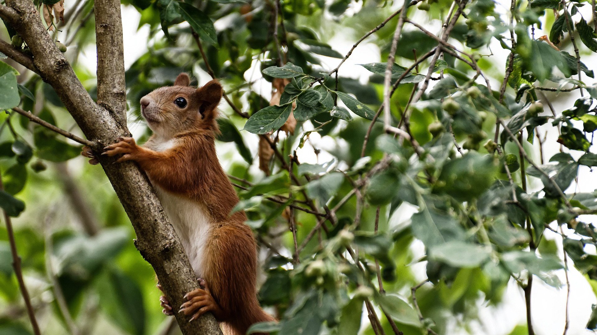 乌拉圭男篮在南美锦标赛中持续高光,梦想奥运舞台,乌拉圭男篮nba球员