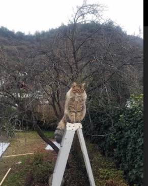 南非羚羊队的战术选择:利用快节奏进攻与精准反击摧毁对方防线