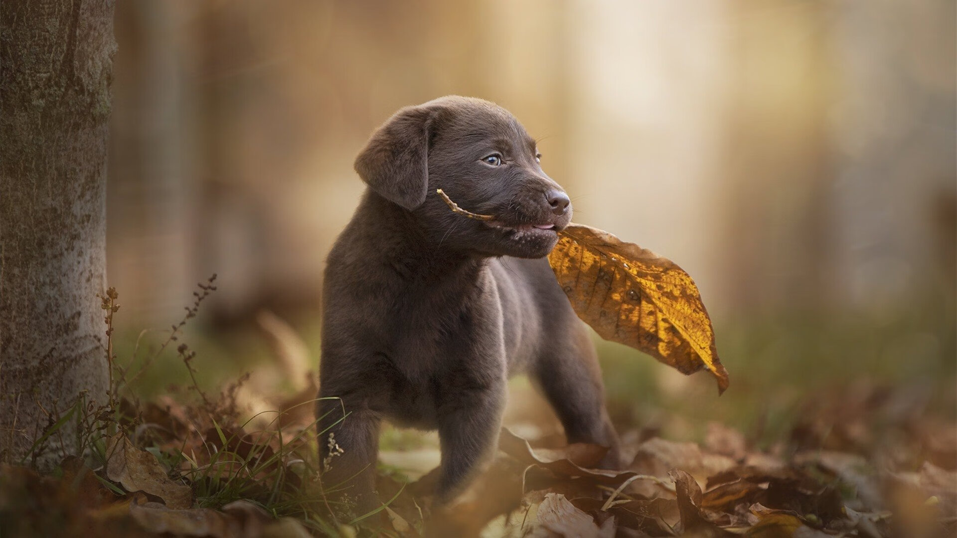 李娜出席青少年比赛颁奖仪式，李娜获得哪些冠军