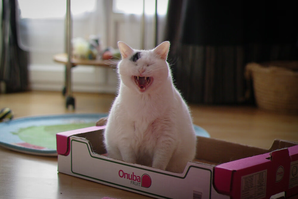 蝶泳赛场摩纳哥选手爆发力强，蝶泳赛场摩纳哥选手爆发力强还是弱