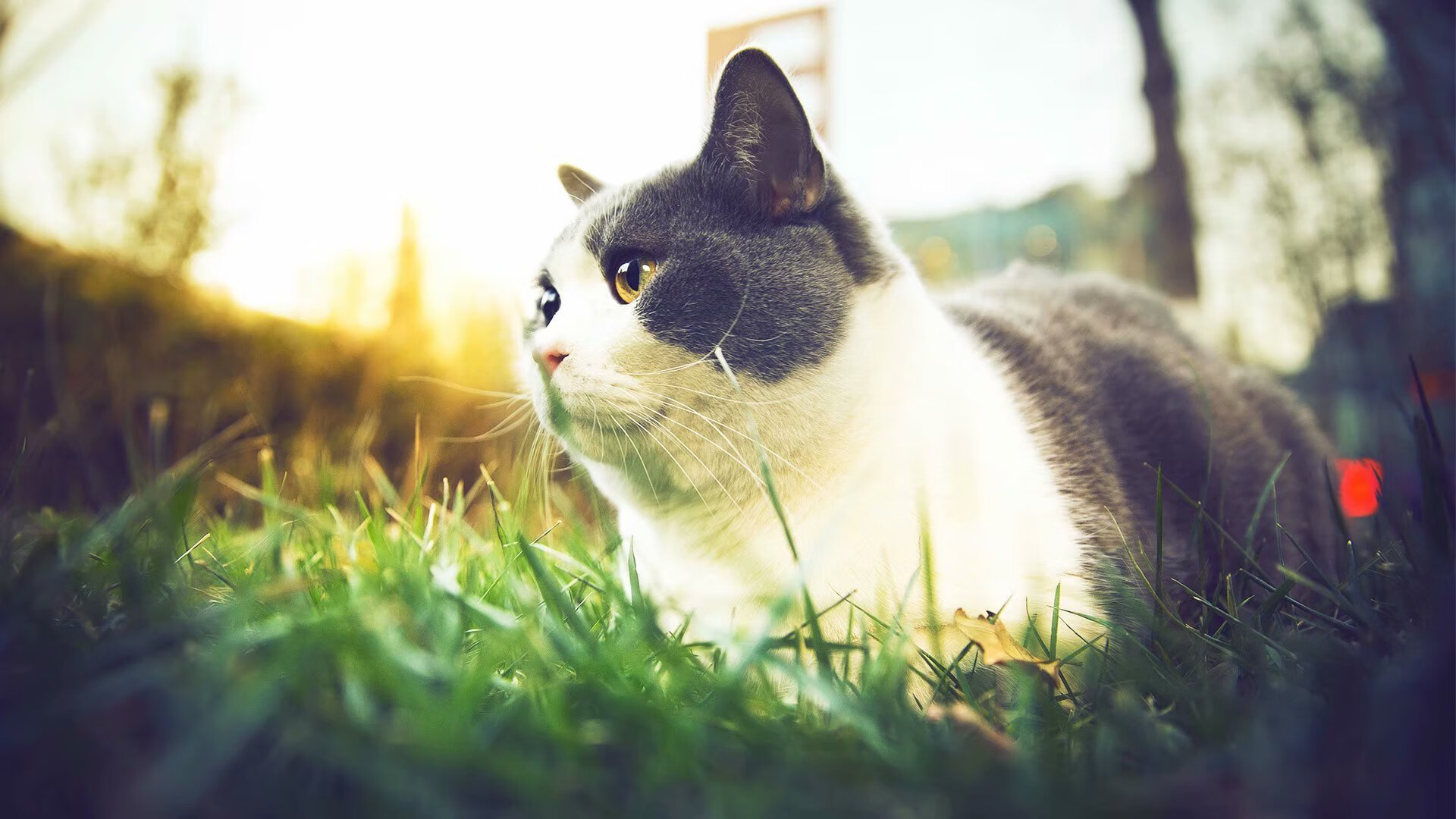 西甲顶级射手:神级进球点燃战火!,西甲射手排名