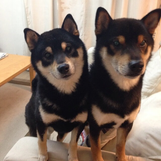 开云体育官网登入-中国篮球制度化运动医学团队在俱乐部中的重要性，业余篮球队宗旨