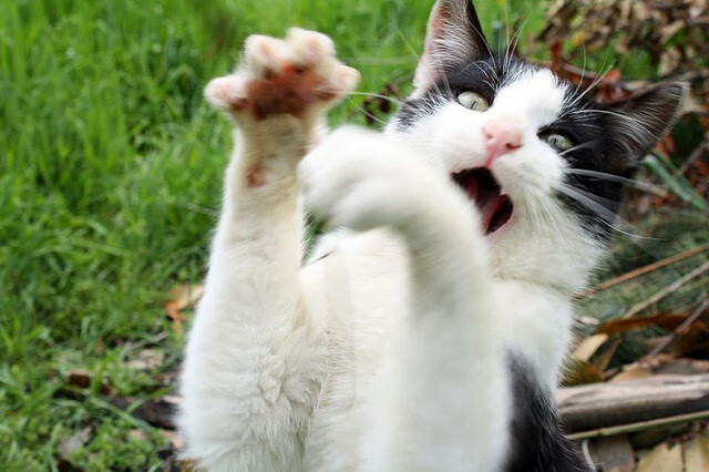 开云体育官网上-中国篮球裁判在人工智能辅助决策系统中的角色定位，我国篮球裁判的发展历程