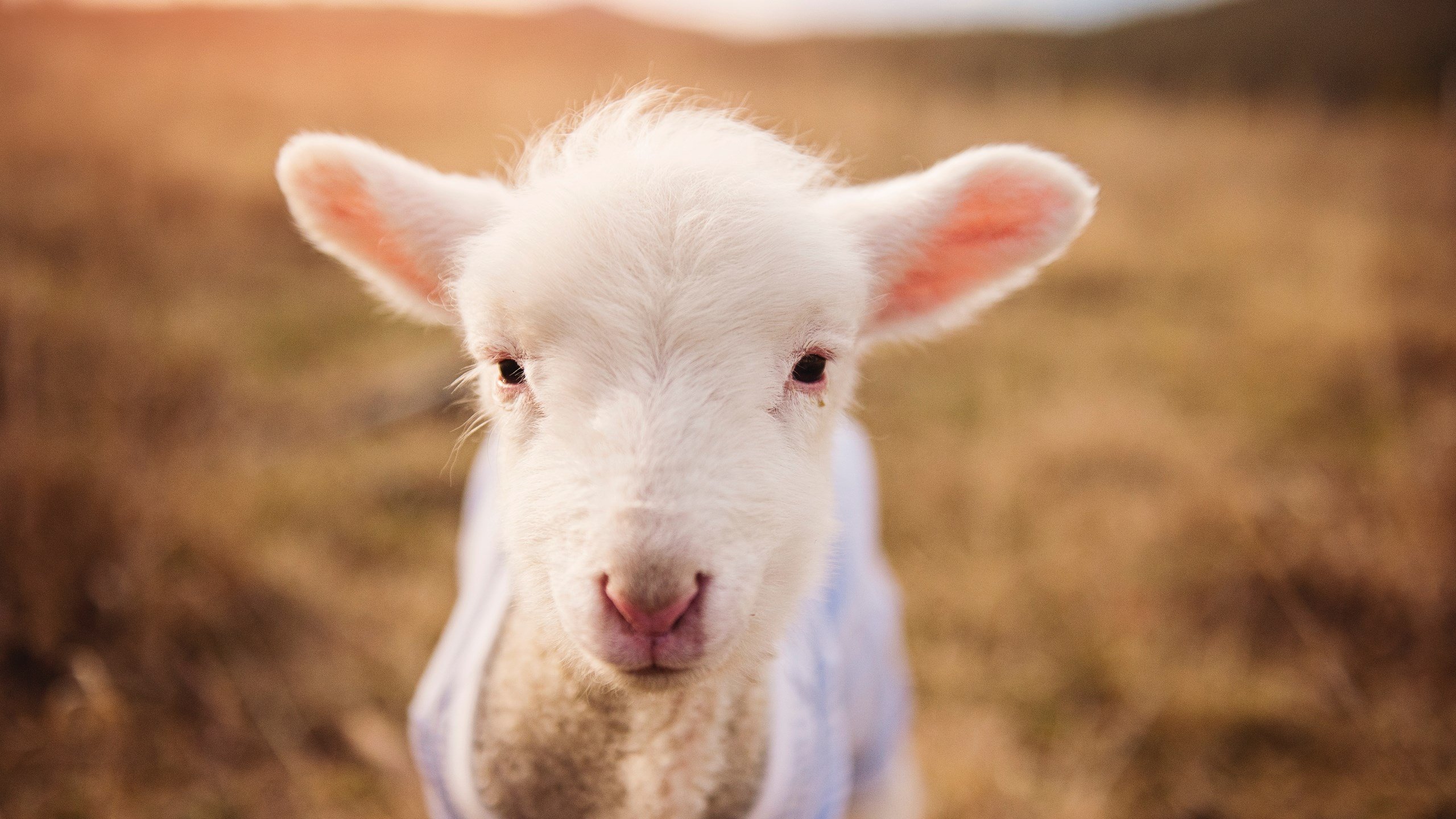 中国篮球运动员在短视频平台的自我呈现方式研究，篮球明星短视频