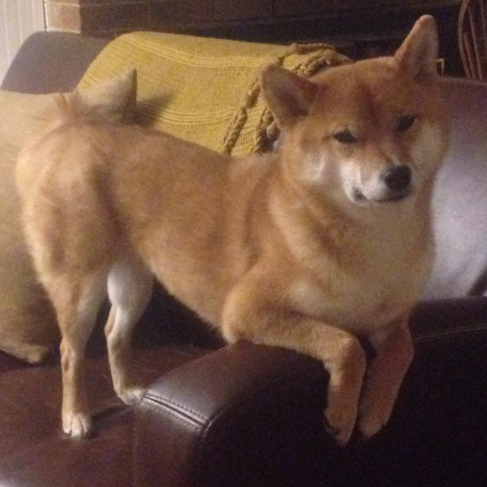 开云体育在线官网-中国足球是否具备多语种国际传播能力，中国有足球文化吗