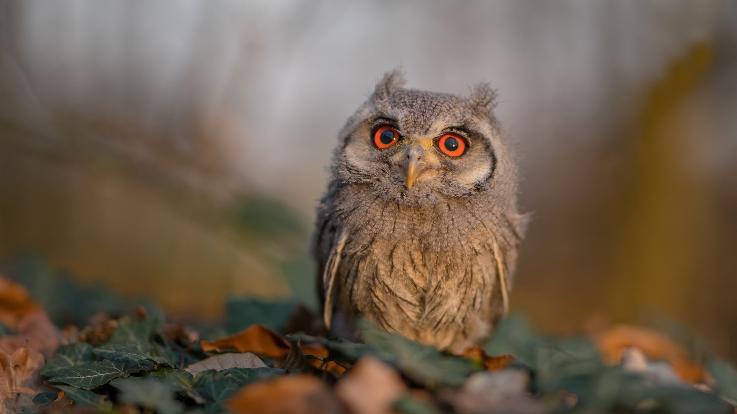 减肥不必苦战?冯珊珊“躺着瘦”理念解析